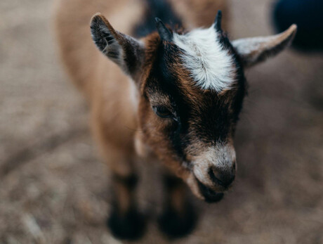 Gita con le caprette - Alpe Lusia