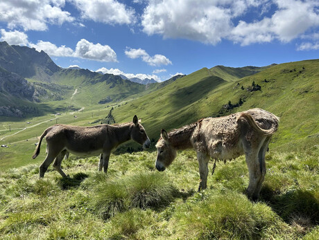 Gli amici animali del Ciampac