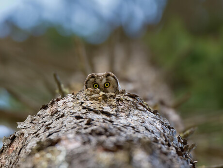 Gli animali del bosco - Alpe Lusia