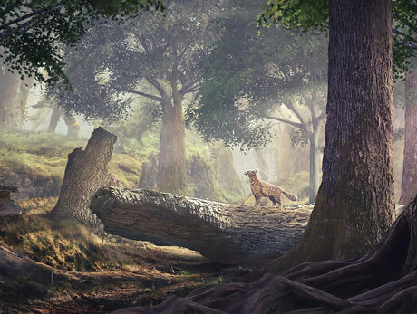 Il bosco incantato tra fiaba e magia