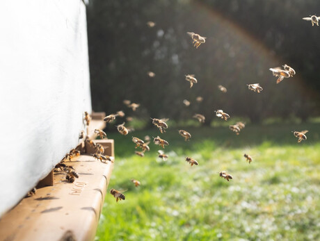 Il dolce mondo delle api