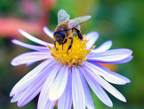 Le api amiche preziose