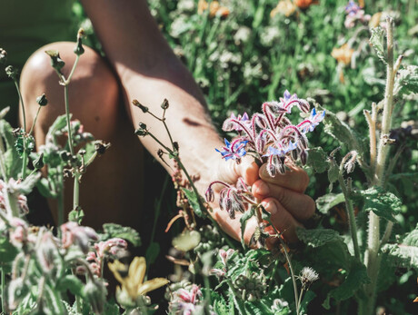 Erbe selvatiche commestibili