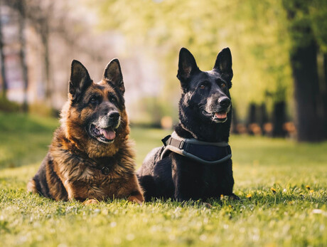 Quattro zampe in azione - Alpe Lusia