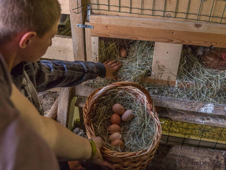 Raccolta uova