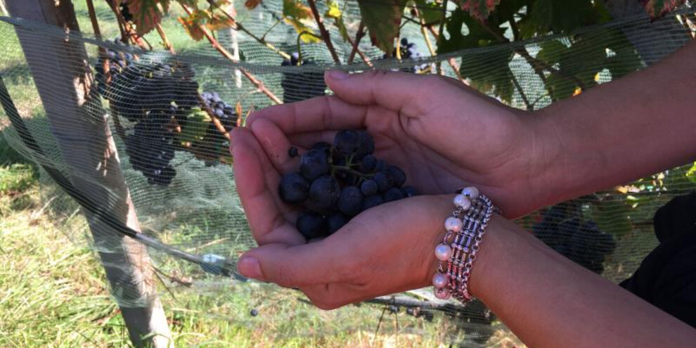 Archivio fotografico ApT_LasteRosse_winetrekking