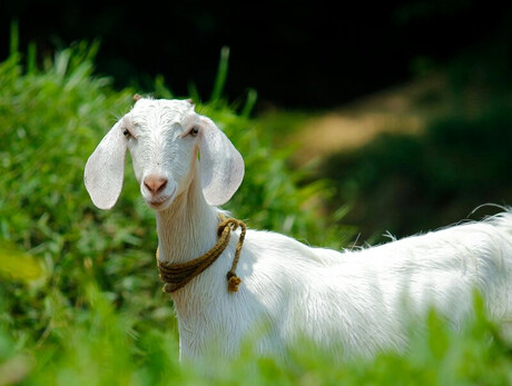 Nella foto c'è una capretta bianca in mezzo all'erba