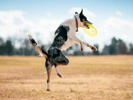 Nell'immagine è presente un cane mentre cattura un frisbee