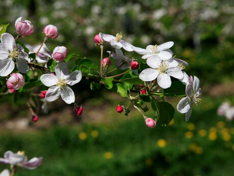 Happy Spring Day - Un dolce fiorire al Parco Due Laghi