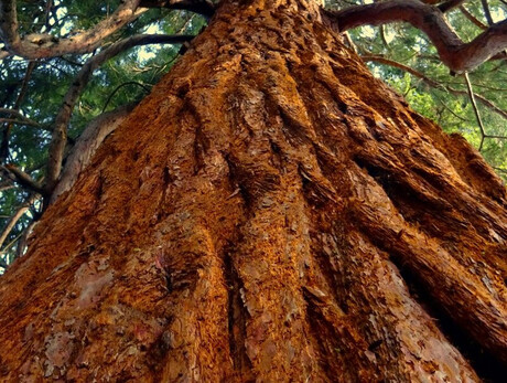 L'albero dei segreti