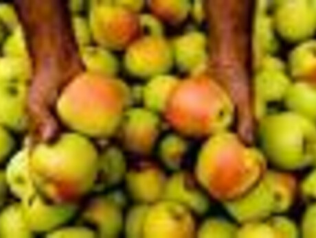 La mela e la sua storia