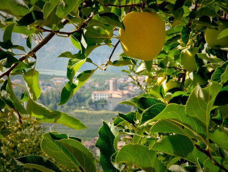 Mela-spasso nei meleti con vista su Castel Valer