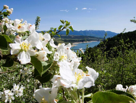 Picnic tra i meli in fiore con la Cantina LasteRosse