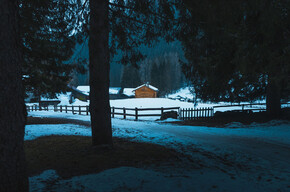 Im Wald beobachten: eine Wanderung mit der Infrarotkamera