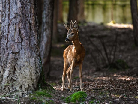 Climate Change Champs
