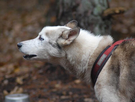 Esibizione Cinofila con la Crose Rossa Italiana di Trento