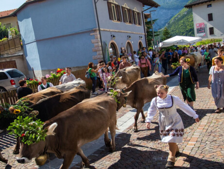 cows crossing the village followed by people