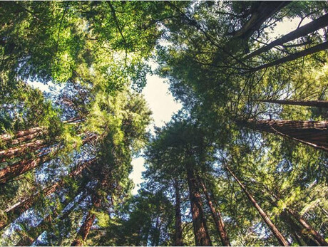 Die Wurzel der Pflanzenintelligenz.