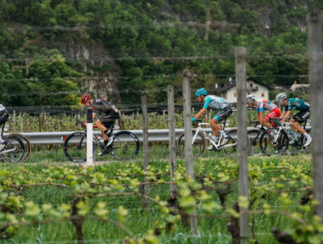 A group of professional cyclists are racing along a paved road that runs alongside a vineyard. Wearing racing uniforms of different colours and aerodynamic helmets, they pedal on road bikes. In the foreground, neat rows of vines.