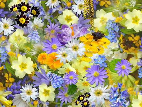 L'immagine mostra tantissimi fiori colorati