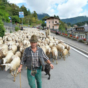From the Lagorai to the sea: the Transhumance Feast