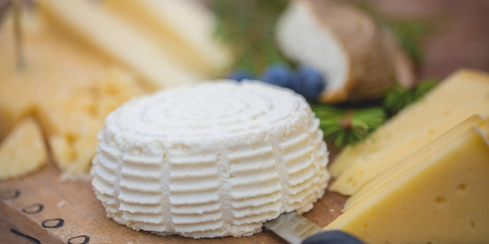 Tasting of typical Trentino cheeses
