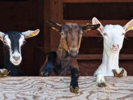 Fattoria del Maso Michelini