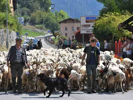 Festa della transumanza dal Lagorai al mare