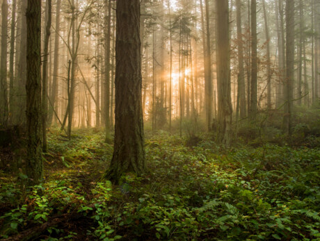 The Way of the Forests 