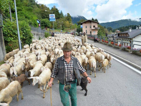 The Transhumance: from the Lagorai to the sea