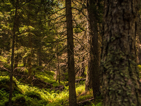 Lagorai in Rosa - Forest Bathing