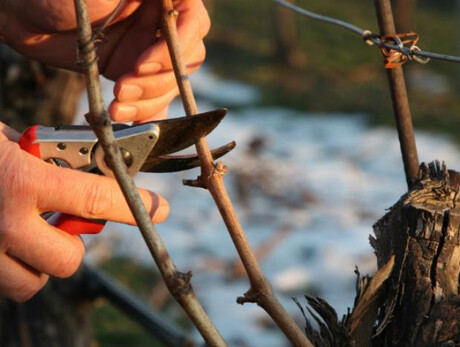 Vivere il parco| Laboratorio adulti: Le potature primaverili in giardino
