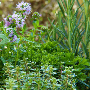 Vivi Tesino: Riscoprire il benessere con la natura e i suoi doni