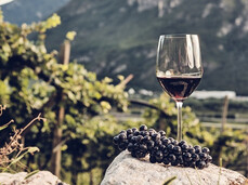 Einheimische Weinreben entdecken