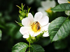  Di fiore in fiore, di ape in ape 