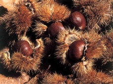  Chestnut feast 