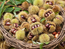  Chestnut feast 