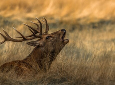  Das R&ouml;hren der Hirsche! 