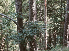  Das R&ouml;hren der Hirsche! 