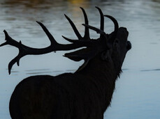 Das R&ouml;hren der Hirsche! 
