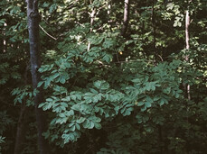  Das R&ouml;hren der Hirsche! 