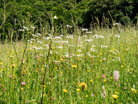  Impronte: noi e le piante 
