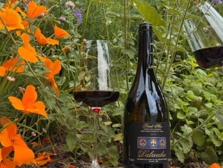  Passeggiata tra i vigneti in fiore 