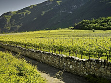 A walk through the vineyards of La Cadalora