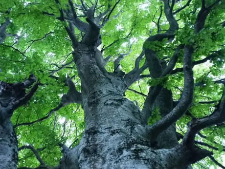  Racconti sotto l'Albero 