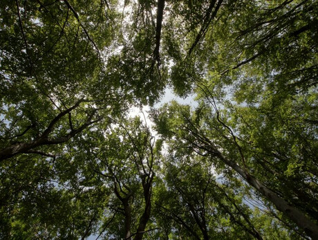  Relaxing in the woods 