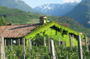  Entdecken Sie die Geheimnisse des Pinot Noir Dalzocchio 