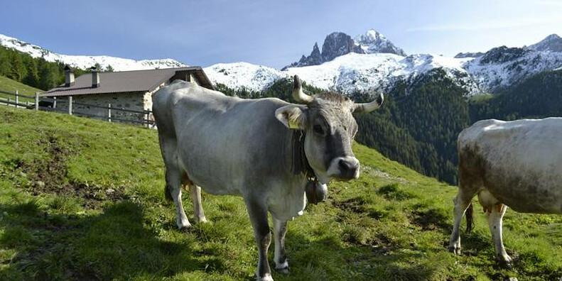 Vom Val di Fassa zur Gebirgskette Pale di San Martino: Die Käse “doloMitici”