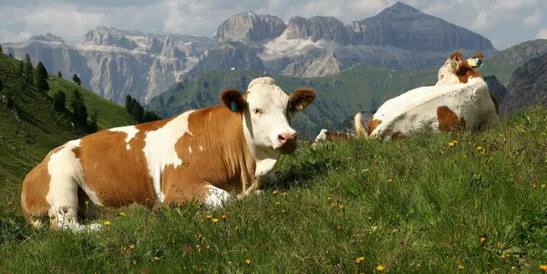 From Val di Fassa to Pale di San Martino: Cheeses of the Dolomites