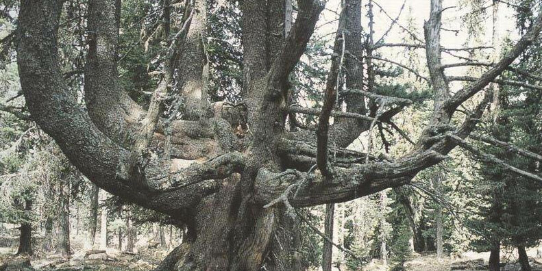 Monumentalne drzewa w dolinie Val di Fiemme  